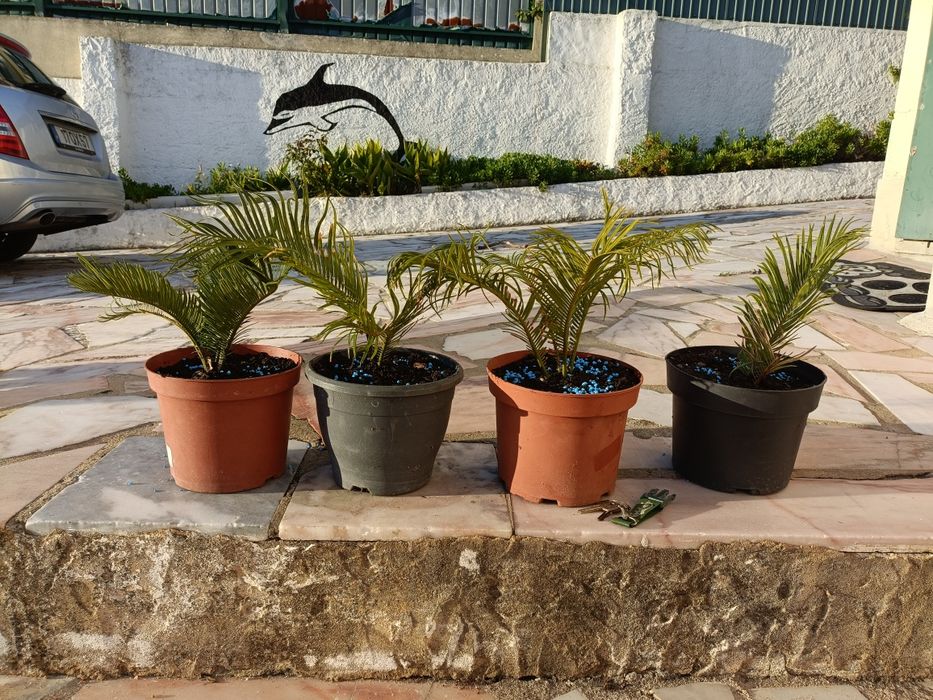 Mudas de cyca revoluta