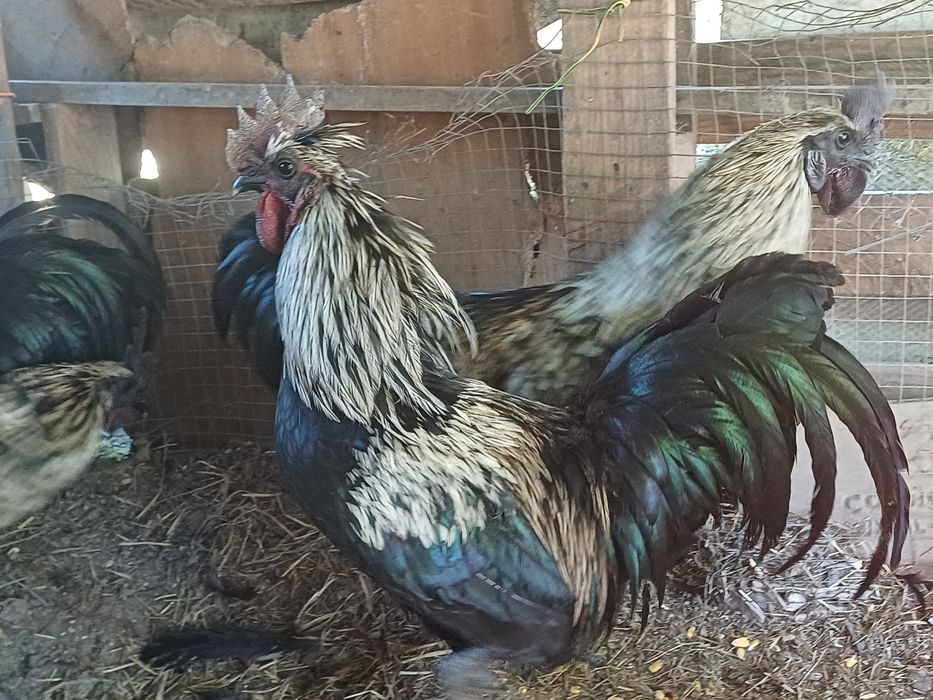Vendo frangos criados no campo