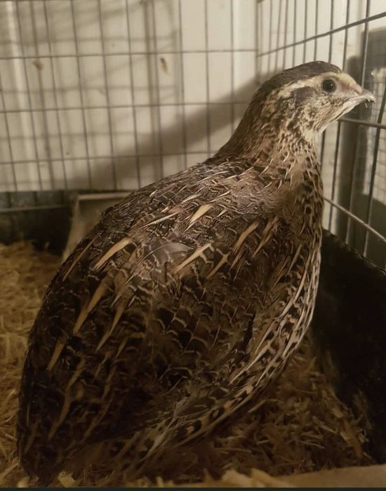 Фараон підрощені перепілки