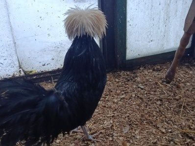 Sprzedam koguta czubatki Holenderskiej