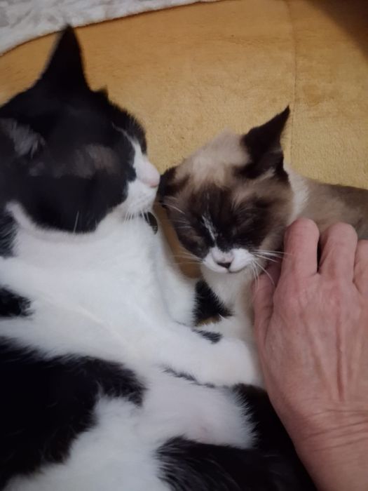 Gatinhos para adoção responsável