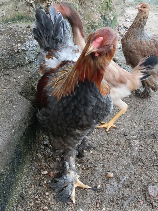 Casal Brahma Perdiz Azul