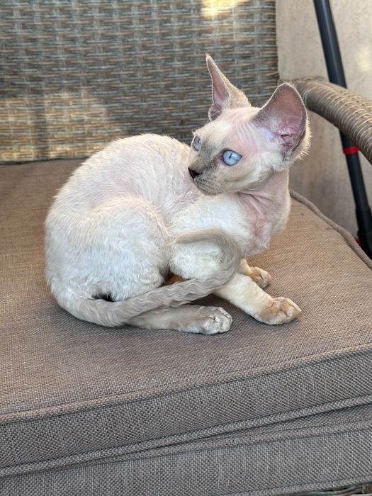 Kotka Devon Rex FIFe