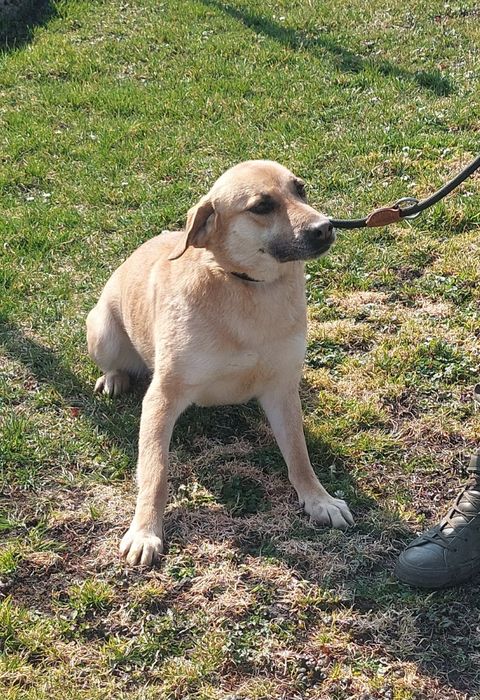 Danna sunia do adopcji