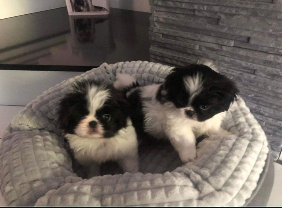 Chin japoński japan chin