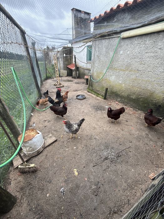 ovos de galinhas raças cruzadas