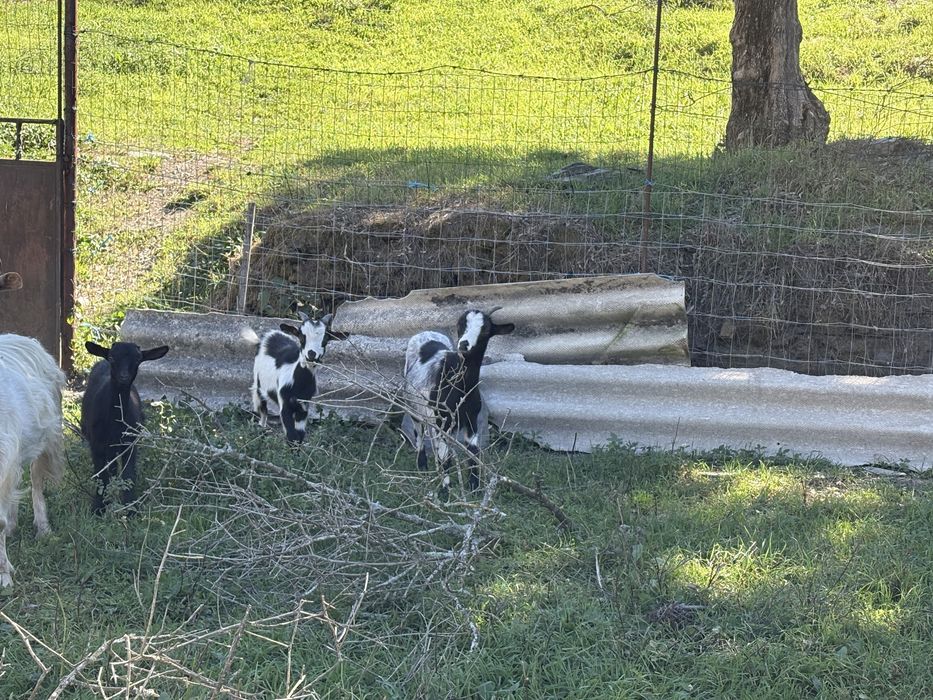 Cabras anas 1 femea 2 machos