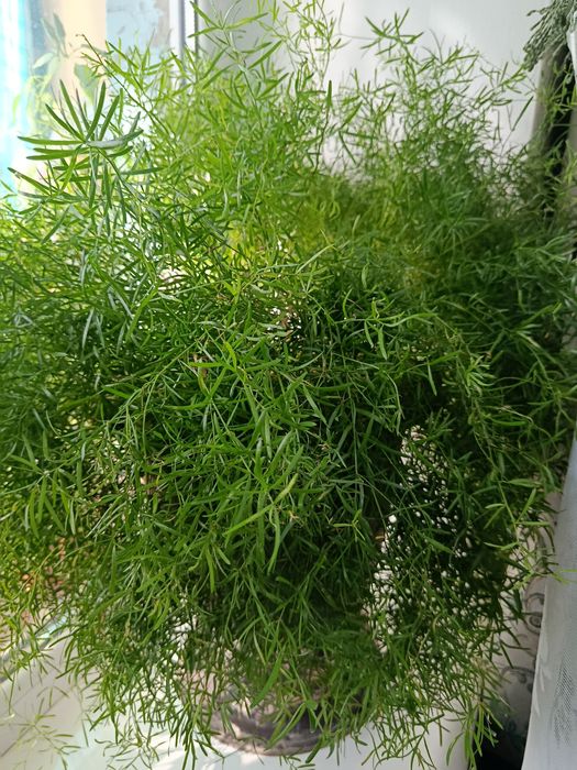 Аспарагус  кімнатний