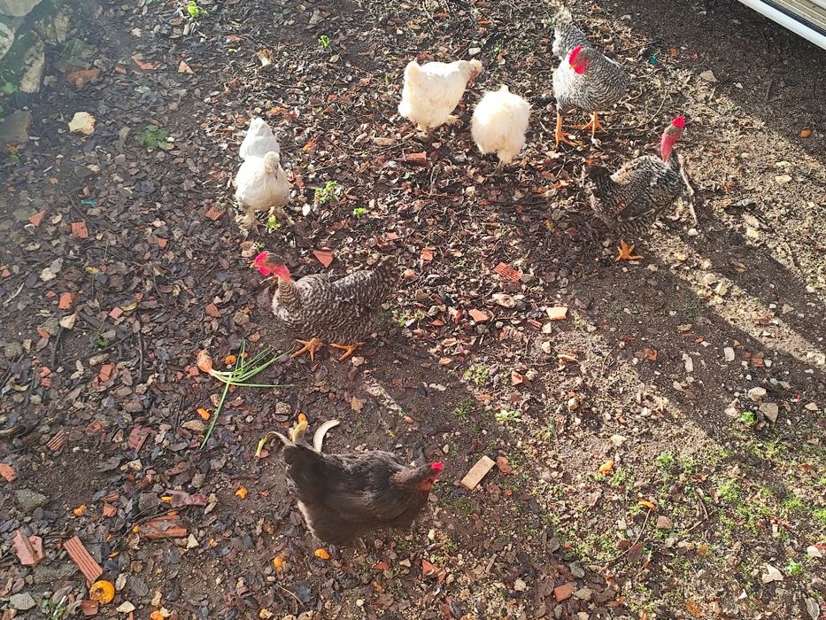 Frangos galos cruzados pedrês machos