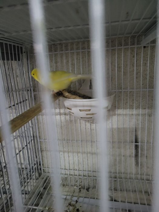 Canários e outras aves disponíveis