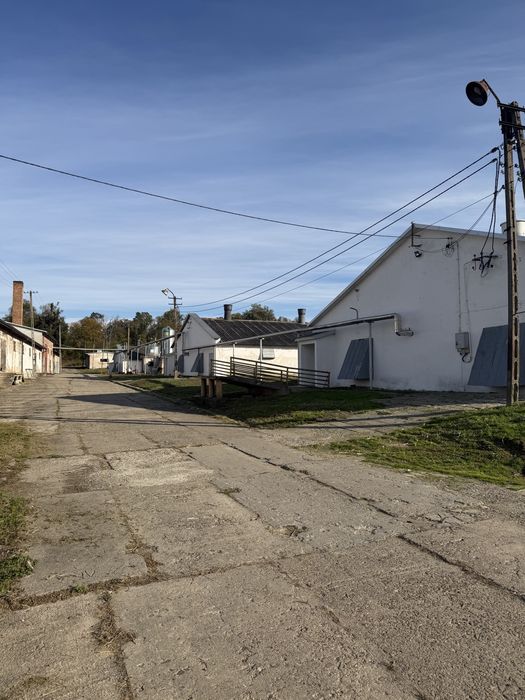 Ferma drobiu kurniki