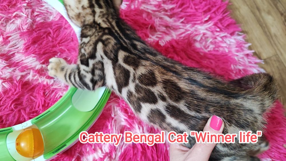 Бенгал шоу класса!