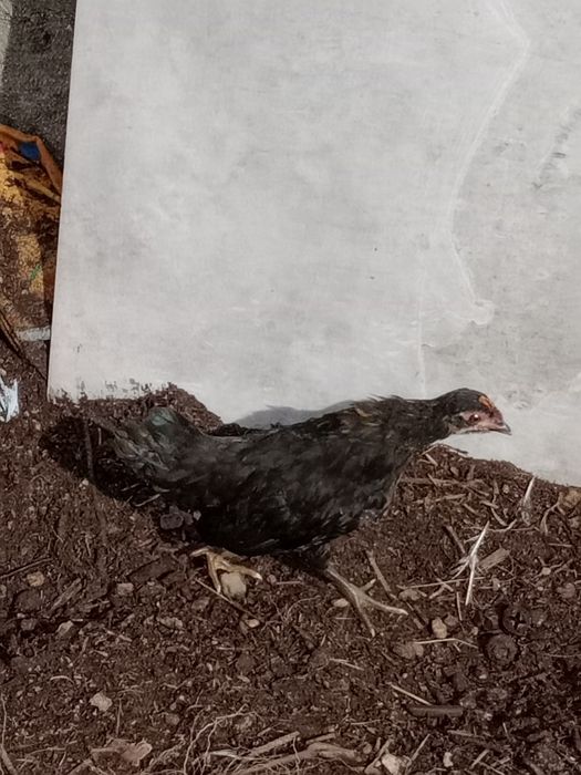 Garnisés/fêmeas 4 brancas 1 preta 1 castanha.