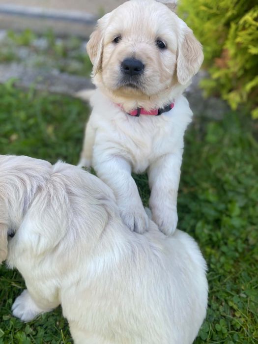 Golden retriever:-)