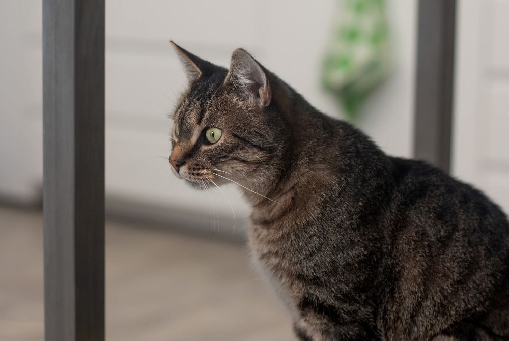 Kwiatek - towarzyski kotek szuka domu