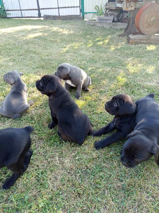 Цуценята Кане корсо