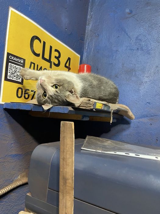 Зеленооке кошеня безплатно (хлопчик)