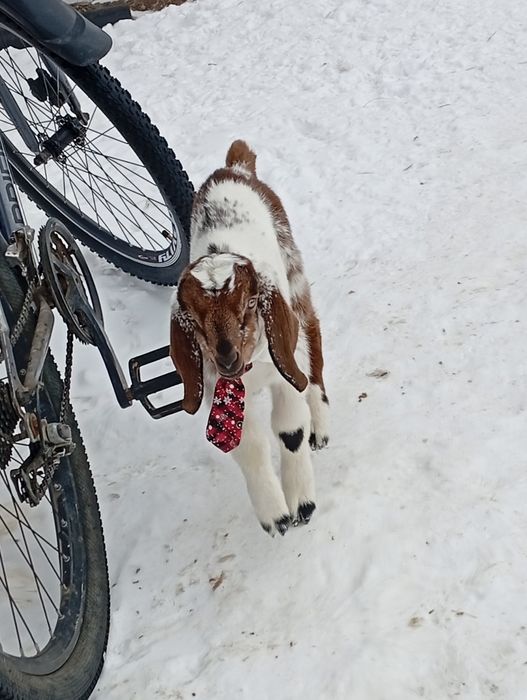 Ан козлик 1 міс шукає люблячу родину