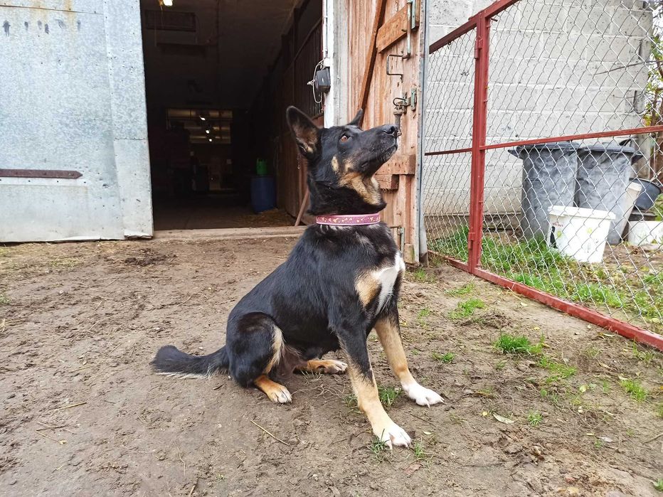 POLA- czarna suczka do adopcji