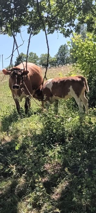 Продається худоба