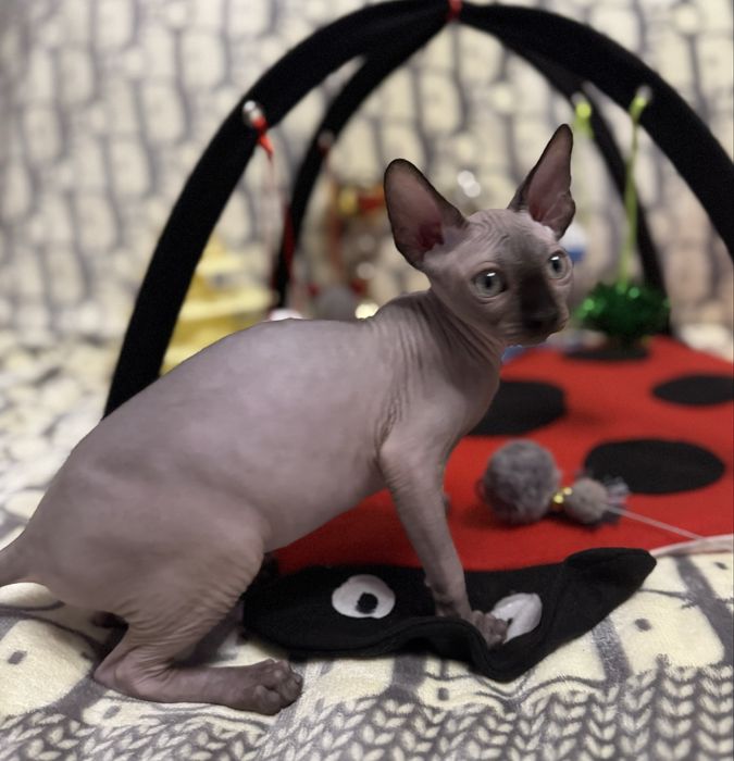 Клубные котята Канадский сфинкс