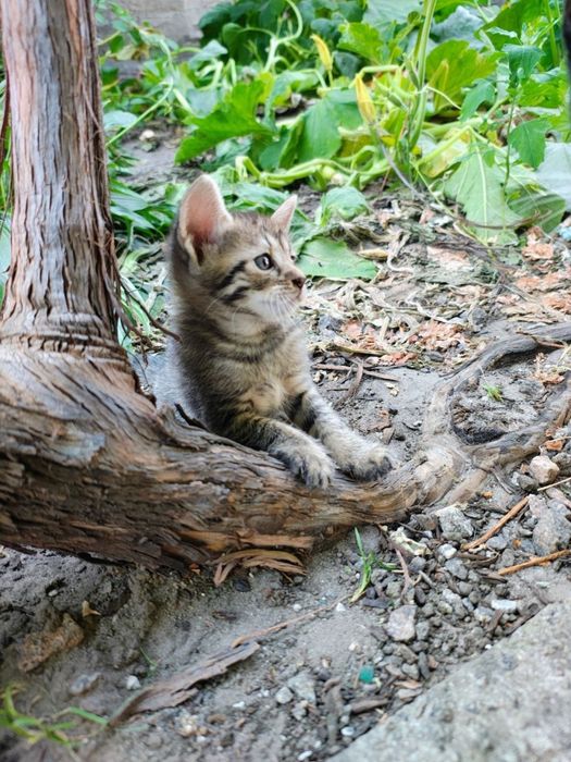 Кошенятка в добрі руки