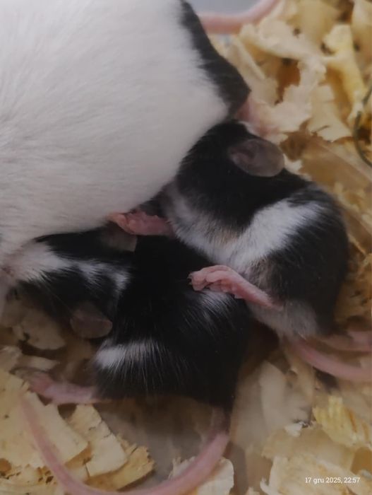 Oddam myszki za darmo