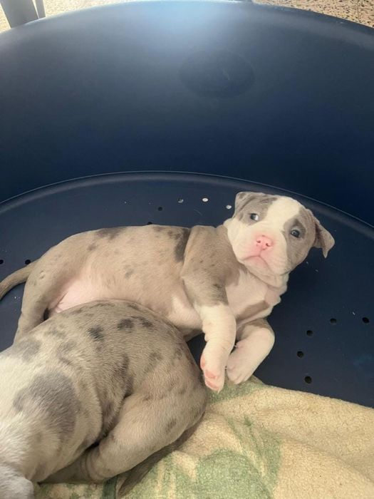 American Bully XL ( exotico )