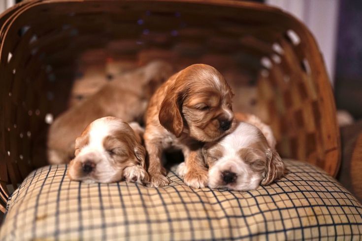 Руда дівчинка кокер-спаніеля — акуратна, ніжна та дуже домашня.