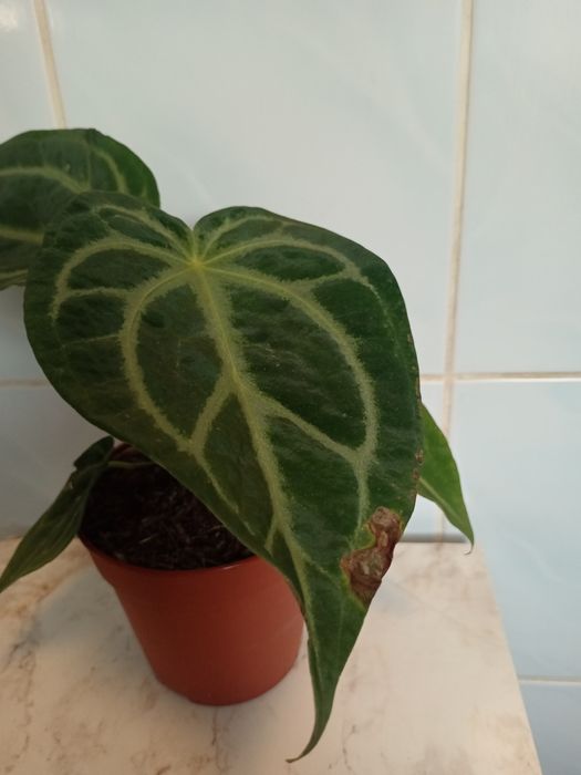 Антуриум Magnificum