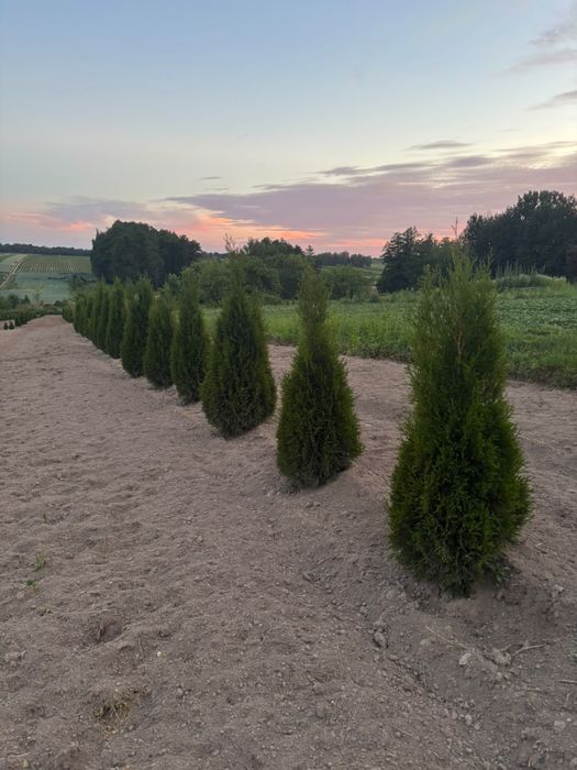 Tuja Szmaragd Zielona