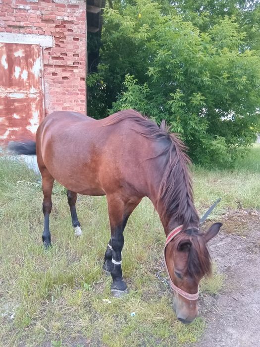Продам кобилу 12 років
