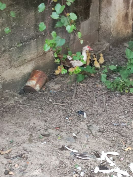 Vendem-se patos mudos