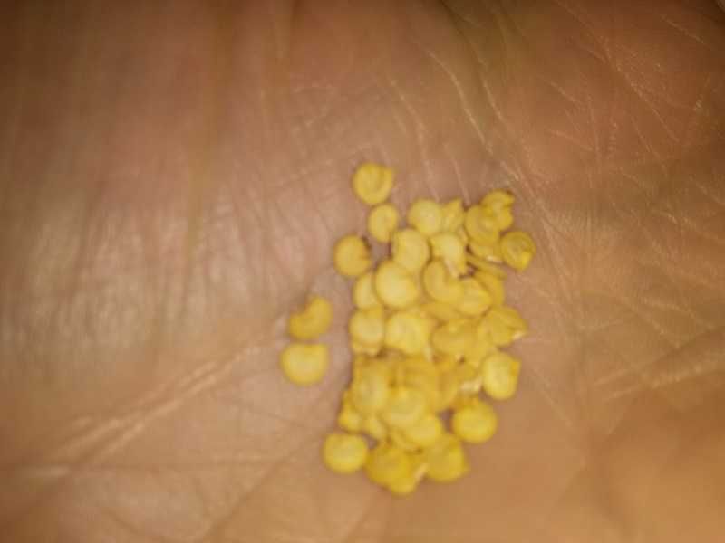 Sementes Noras/Pimentos/Malaguetas c/ Portes