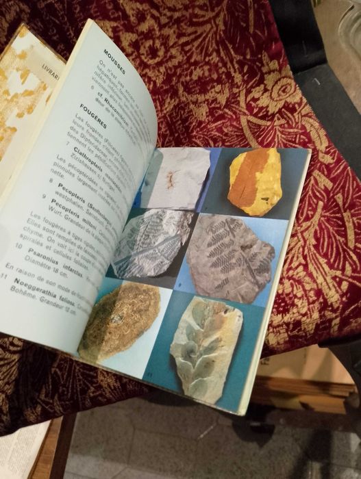 Les Fossiles - Hans Werner Rothe