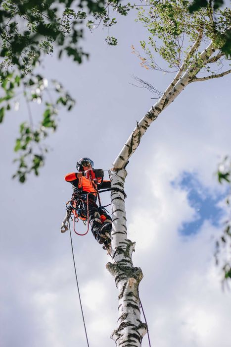Wycinka i pielęgnacja drzew , frezowanie pni , czyszczenie działek