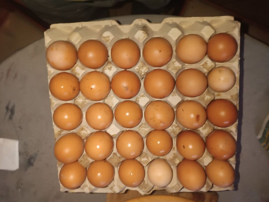 Ovos Caseiros Fresquinhos – Direto da quinta para Sua Mesa!