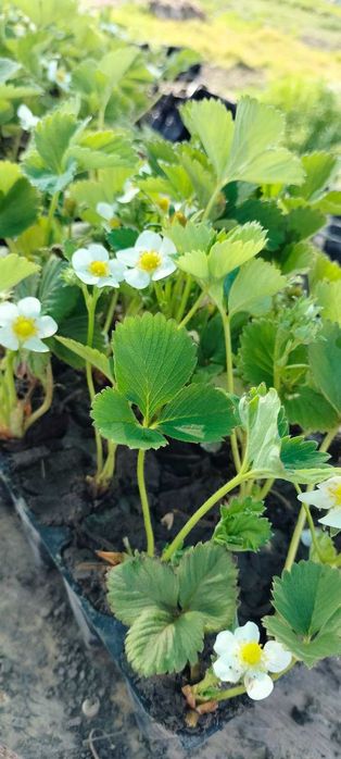 Морозостійкі Саджанці полуниці багатоврожайного плодоношення