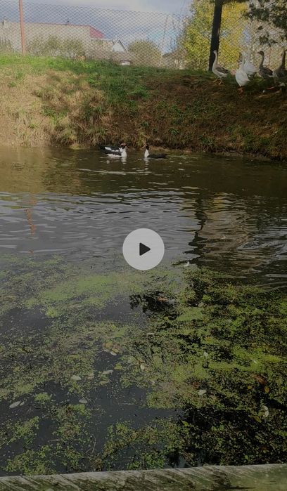 Продаю гусей та індокачок ( під замовлення)