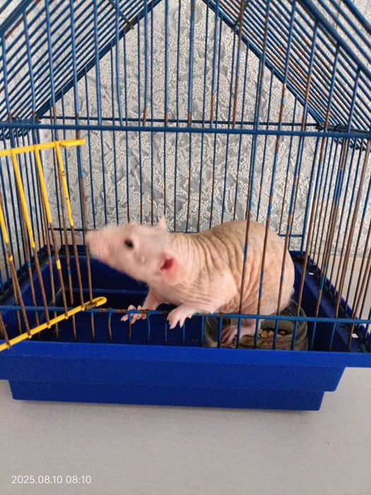 Сфінкс криска з кліткою