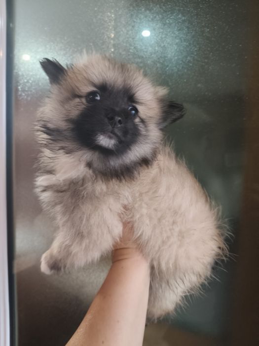 Spitz alemão menino