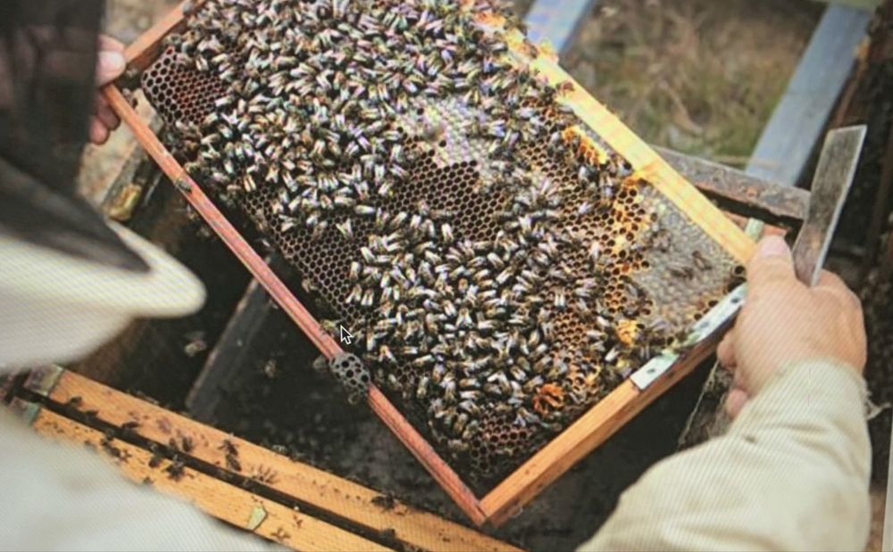 Mel biologico de rosmaninho