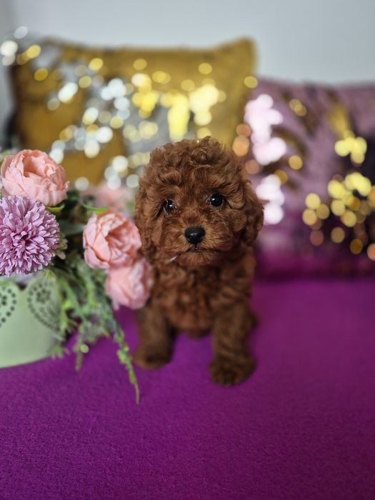 Super piekny piesek .Red brown. Pudel