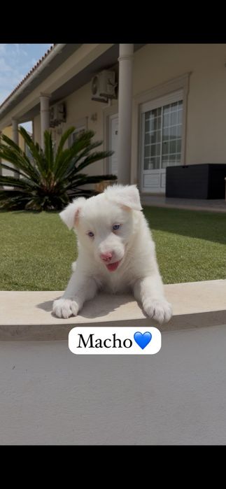 Border collie macho