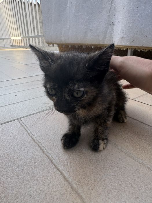 Gatinhas em adoçao