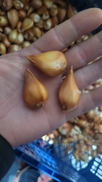 Цибулини  тюльпанів