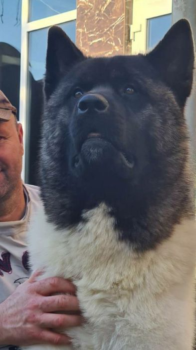 Американская  акита