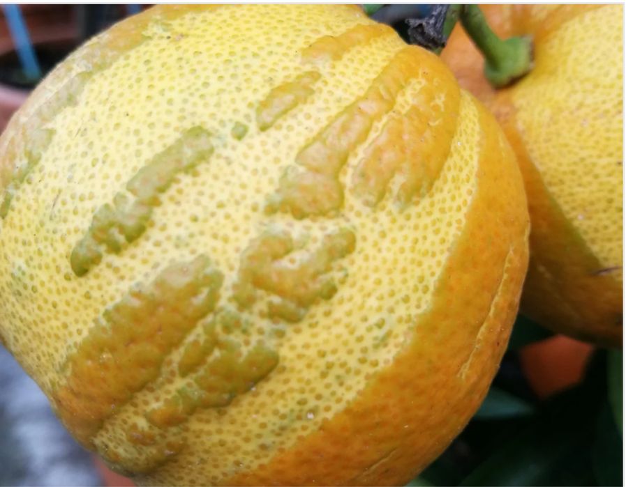 Citrinos Raros Plantas Certificadas