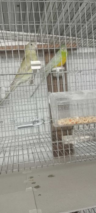 Red Rumped para ceder