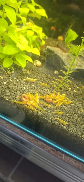 Krewetki sakura red, yellow oraz green